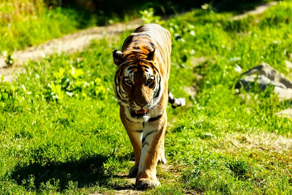 Tijger Dierentuin — Stockfoto