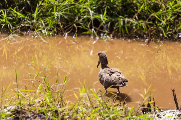 緑の草の上に黒い頭の鳥肌が立っていました — ストック写真