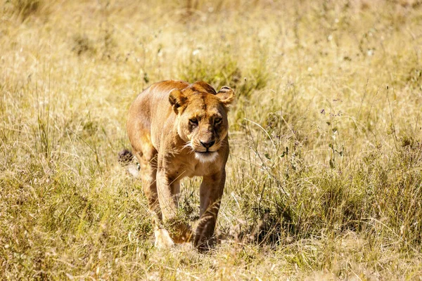 非洲大草原上的雄狮 — 图库照片