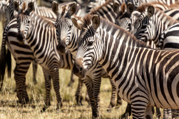 Group of zebras in the zoo