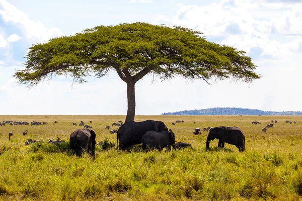 Африканские Слоны Саванне Кении — стоковое фото