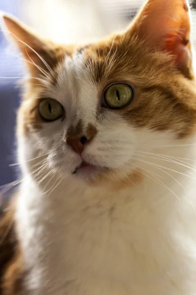 Retrato Gato Bonito — Fotografia de Stock