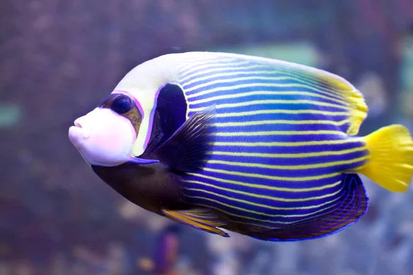 Hermoso Mundo Submarino Peces Tropicales — Foto de Stock