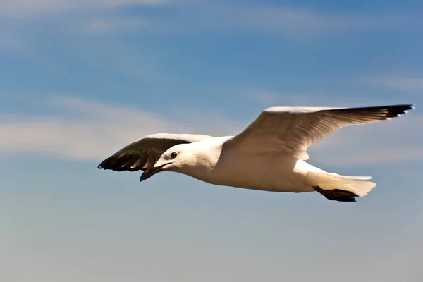 Mouette Volant Dans Ciel — Photo