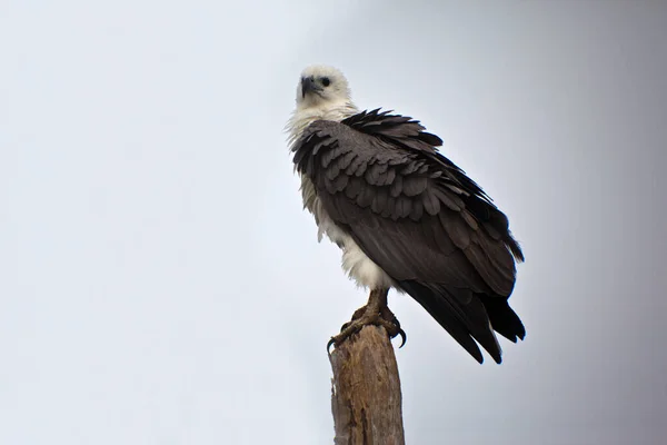 Schilderachtig Uitzicht Prachtige Vogel Natuur — Stockfoto