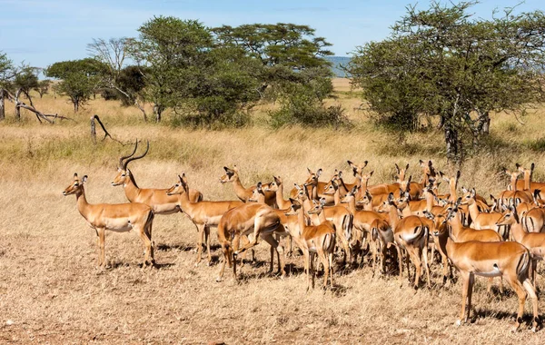 Antilopi Africane Nella Savana Kenya — Foto Stock