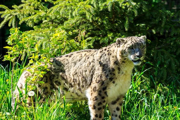 Młody Lampart Zoo — Zdjęcie stockowe