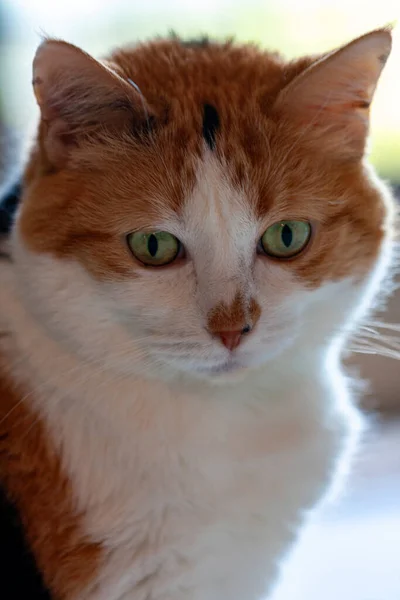 Potret Seekor Kucing Yang Lucu — Stok Foto