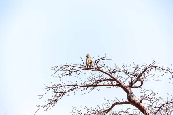 Vogel Het Nest — Stockfoto