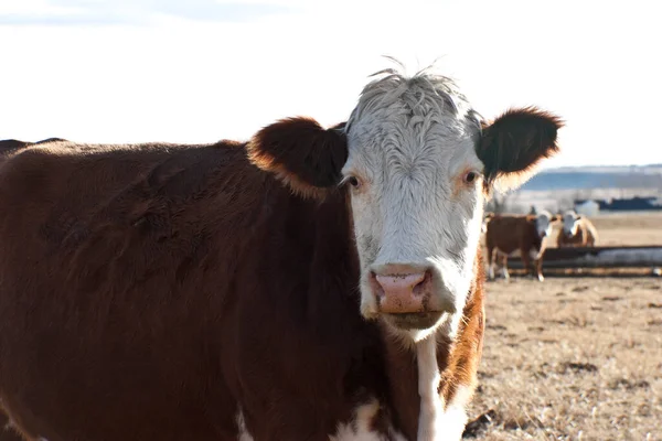 Troupeau Vaches Dans Pâturage — Photo