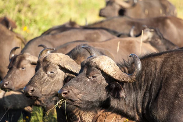 Buffels Het Veld — Stockfoto
