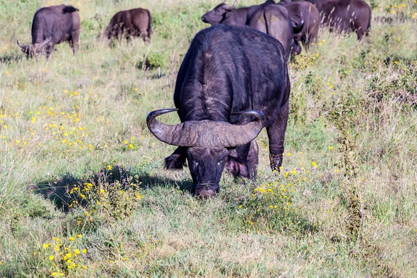 ケニアのサバンナでアフリカの雄牛が — ストック写真
