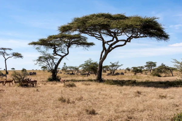 Savana Africana Parco Nazionale Del Kruger Sudafrica — Foto Stock