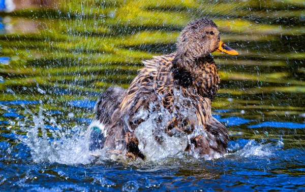 Canard Dans Eau — Photo