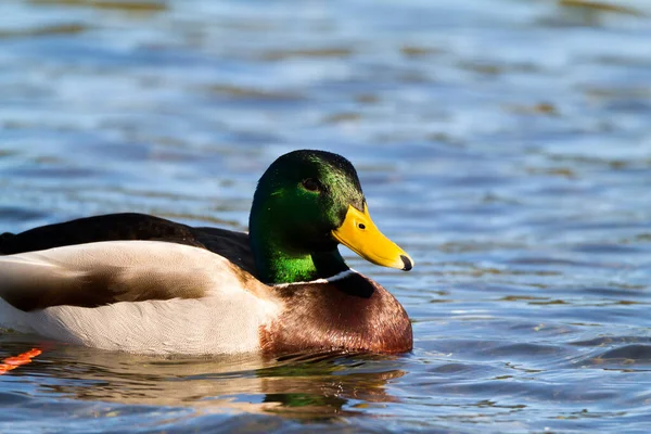 Pato Lago — Fotografia de Stock