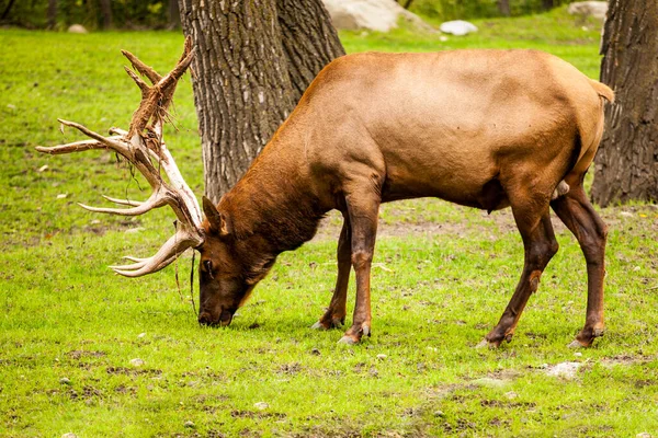 Closeup Shot Moose Forest — Stock Photo, Image