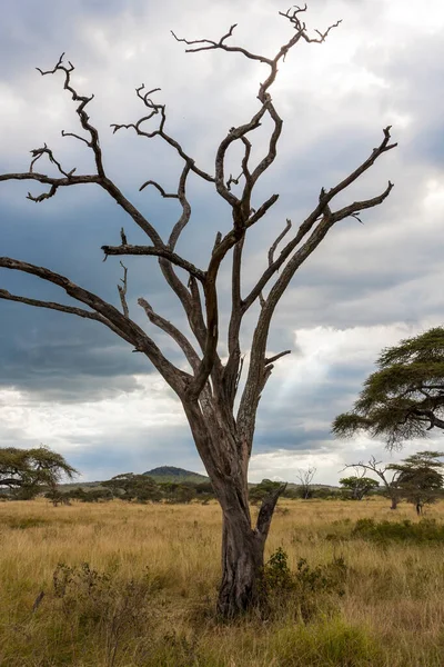 Arbre Solitaire Dans Savane Kenya — Photo