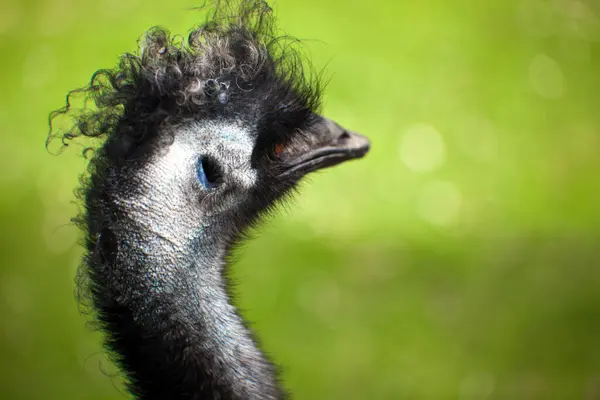 Close Head Ostrich — Stock Photo, Image