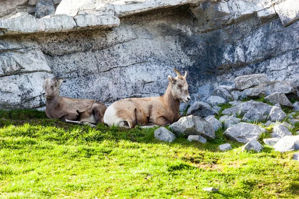 若い茶色のヤギが山の岩の上に横たわっていて — ストック写真