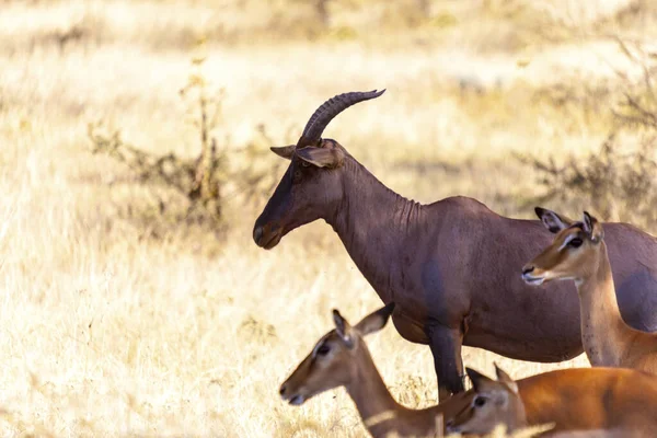 Közelkép Egy Gyönyörű Afrikai Antilopról Szavannában — Stock Fotó