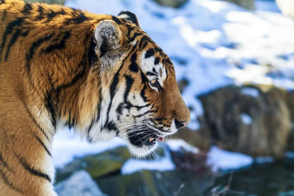 Τίγρης Του Έρωτα Χιονισμένο Φόντο — Φωτογραφία Αρχείου