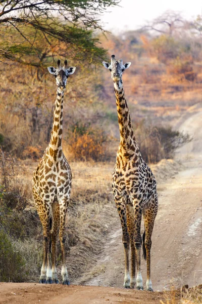 Žirafa Savaně Africké — Stock fotografie