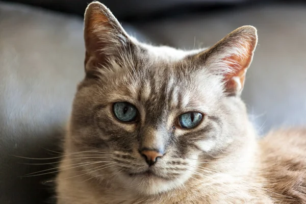 Retrato Belo Gato Com Olhos Azuis — Fotografia de Stock