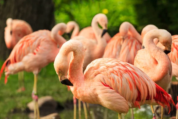 Piękne Flamingi Parku — Zdjęcie stockowe