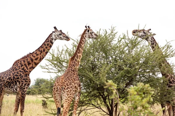 Giraffa Nella Savana Kenya — Foto Stock