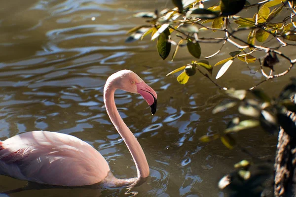 Piękne Flamingi Jeziorze — Zdjęcie stockowe