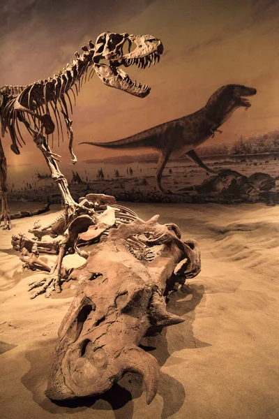 Drumheller Canada March 2016 Royal Tyrrell Museum 박물관은 고생물학 연구와 스톡 사진