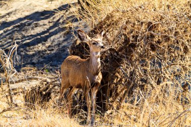 Tarlada genç bir geyiğin yakın çekimi.