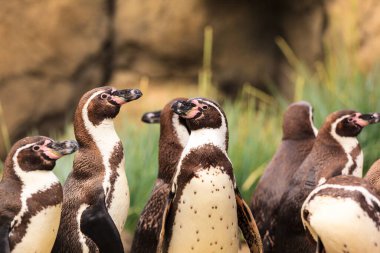 Gentoo Pengueni Denizde