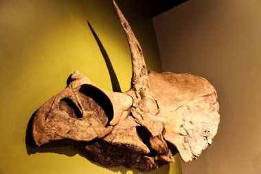 Ağaçtaki kafatasının yakın plan çekimi.