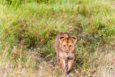 Kenya savanındaki aslan