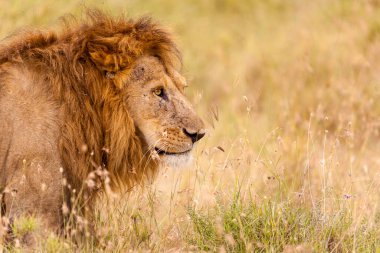 Afrika 'nın bozkırındaki aslan