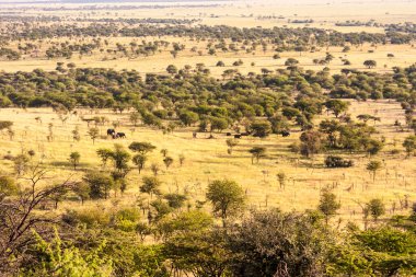 Ağaçlar ve dağlarla dolu güzel bir manzara.