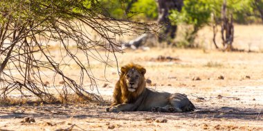 Kenya savanındaki aslan