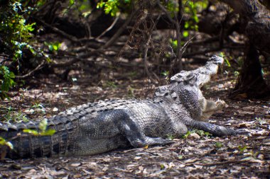 Hayvanat bahçesindeki bir timsahın yakın plan fotoğrafı.