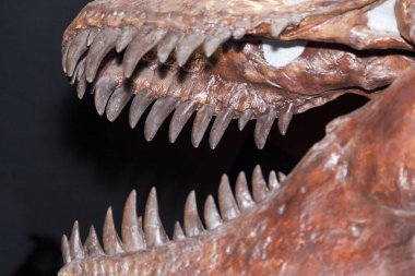 Bir timsahın parçasına yaklaş.