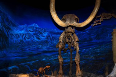 Drumheller, Kanada - 27 Aralık 2016: Ziyaretçiler Royal Tyrrell Müzesi 'nin girişindeki dinozor sergilerine akın ediyor. Müze paleontoloji araştırmaları ve 130 bin fosili ile ünlüdür..