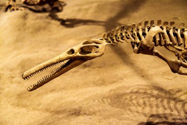 Beyaz arkaplanda iskelet kafatası