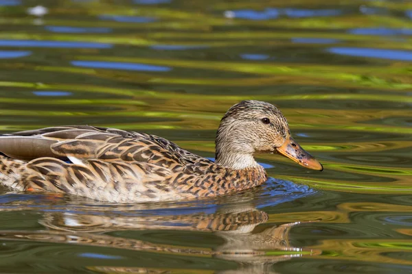 Wilde Eend Zwemmen Het Meer — Stockfoto