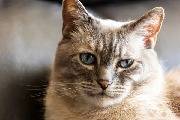 Retrato Gato Bonito — Fotografia de Stock