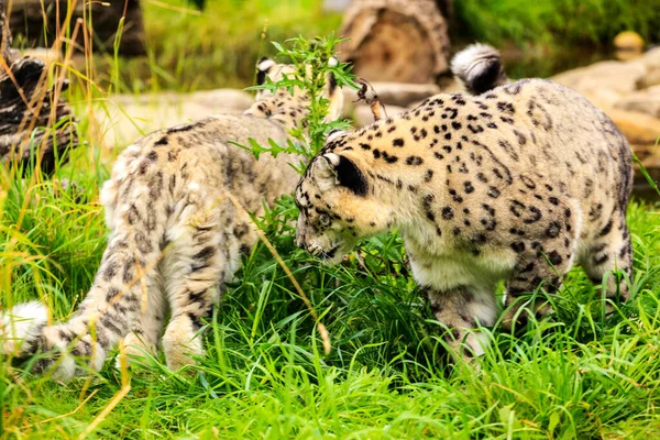 Cheetah Cub Savannah Africa — Stock Photo, Image