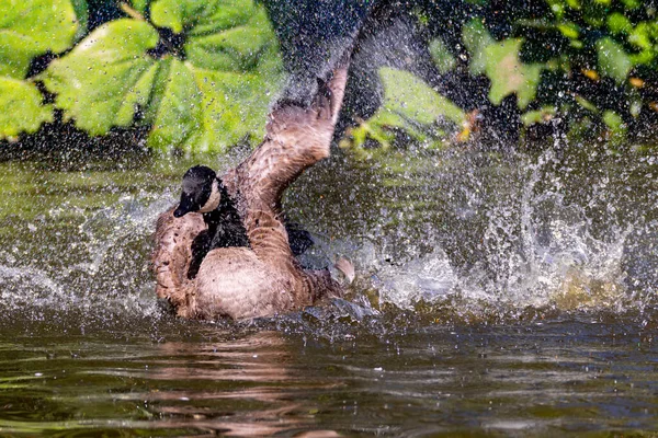 Duck Water — Stock Photo, Image