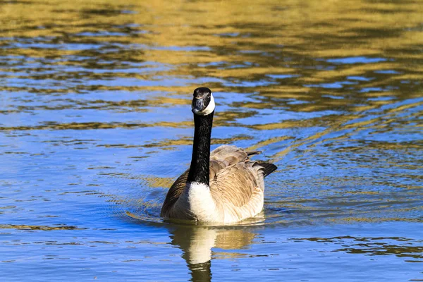 Een Mooie Opname Van Een Jonge Zwaan Die Het Water — Stockfoto