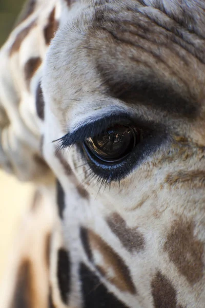 Nahaufnahme Eines Zebrakopfes — Stockfoto