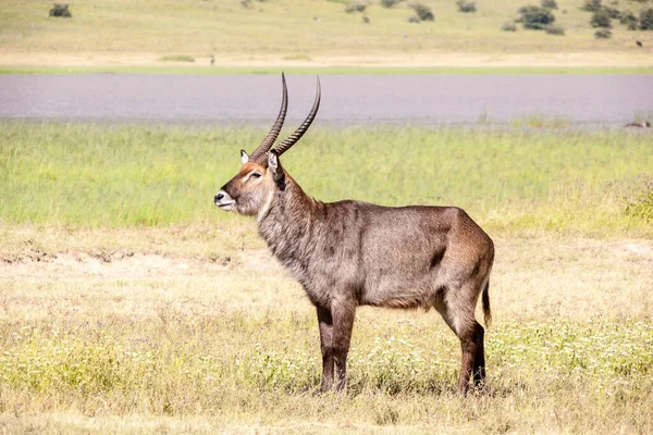 Veado Cauda Branca Savana Kenya — Fotografia de Stock