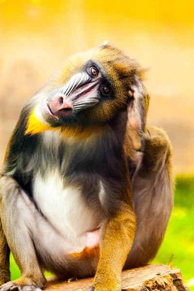 Close Macaco Bebê Bonito — Fotografia de Stock